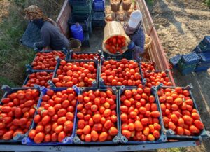 İZMİR (AA) – HALİL FİDAN/SEREN KARAŞAHİN – Türkiye'nin önemli tarım