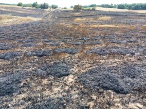 SAMSUN (AA) – Samsun'un Vezirköprü ilçesinde çıkan yangında 200 dekar