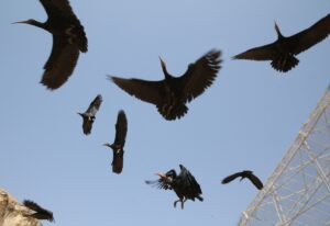 ŞANLIURFA (AA) – Nesli tükenme tehlikesi altında olduğu için Şanlıurfa'nın