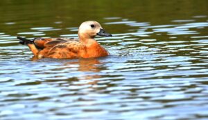 KARS (AA) – Kars'ın Sarıkamış ilçesine yaklaşık iki ay önce