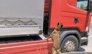 SAMSUN (AA) – Samsun'da bir tırda yapılan aramada, "Hektor" adlı