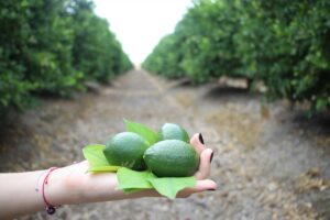ADANA (AA) – ÖMER FANSA – Limonda son dönemde oluşan