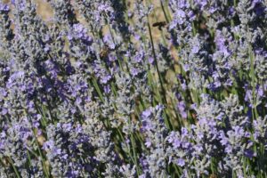 YOZGAT (AA) – Yozgatlı çiftçi Harun Haliloğlu, Sarıhacılı Mahallesi'nde 2021