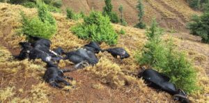 ADANA (AA) – Adana'nın Feke ilçesinde yıldırım düşmesi sonucu 13