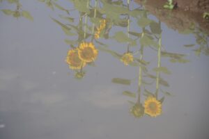 AĞRI (AA) – Ağrı'da devlet desteğiyle üretimi yapılan ve hasada