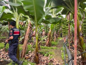 ANTALYA (AA) – Antalya'nın Alanya ilçesinde jandarma ekipleri, hasat zamanı