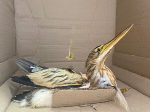 AMASYA (AA) – Amasya'da yaralı bulunan nesli tükenme tehlikesi altındaki