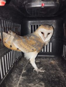 BALIKESİR (AA) – Balıkesir'in Karesi ilçesinde bir binanın havalandırma boşluğuna