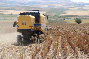 BATMAN (AA) – Batman’da bu yıl ilk kez ekimi gerçekleştirilen