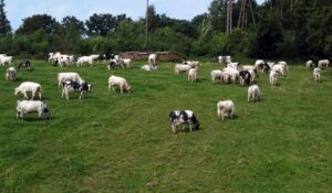 BRÜKSEL (AA) – Belçika'da koyun, keçi, sığır ve ineklerde "mavi