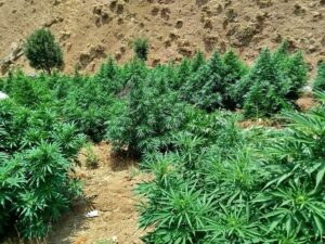 BİNGÖL (AA) – Bingöl'ün Genç ilçesinde düzenlenen operasyonda, 5 bin