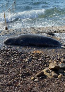 MUĞLA (AA) – Muğla'nın Bodrum ilçesinde bitkin halde sahile vuran