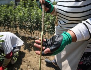 BURSA (AA) – SİNAN BALCIKOCA – Bursa'nın İnegöl ilçesinde yılda