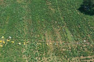 KAHRAMANMARAŞ (AA) – Kahramanmaraş Büyükşehir Belediyesince tarımsal üretimin artırılması projesi