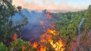 ÇORUM (AA) – Çorum'un Alaca ilçesinde çıkan anız yangını, yaklaşık