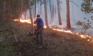 ÇORUM (AA) – Çorum'un Dodurga ilçesinde ormanlık alanda çıkan yangın