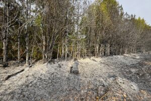ELAZIĞ (AA) – Elazığ'da kırsal arazide çıkan ve yerleşim yerlerindeki