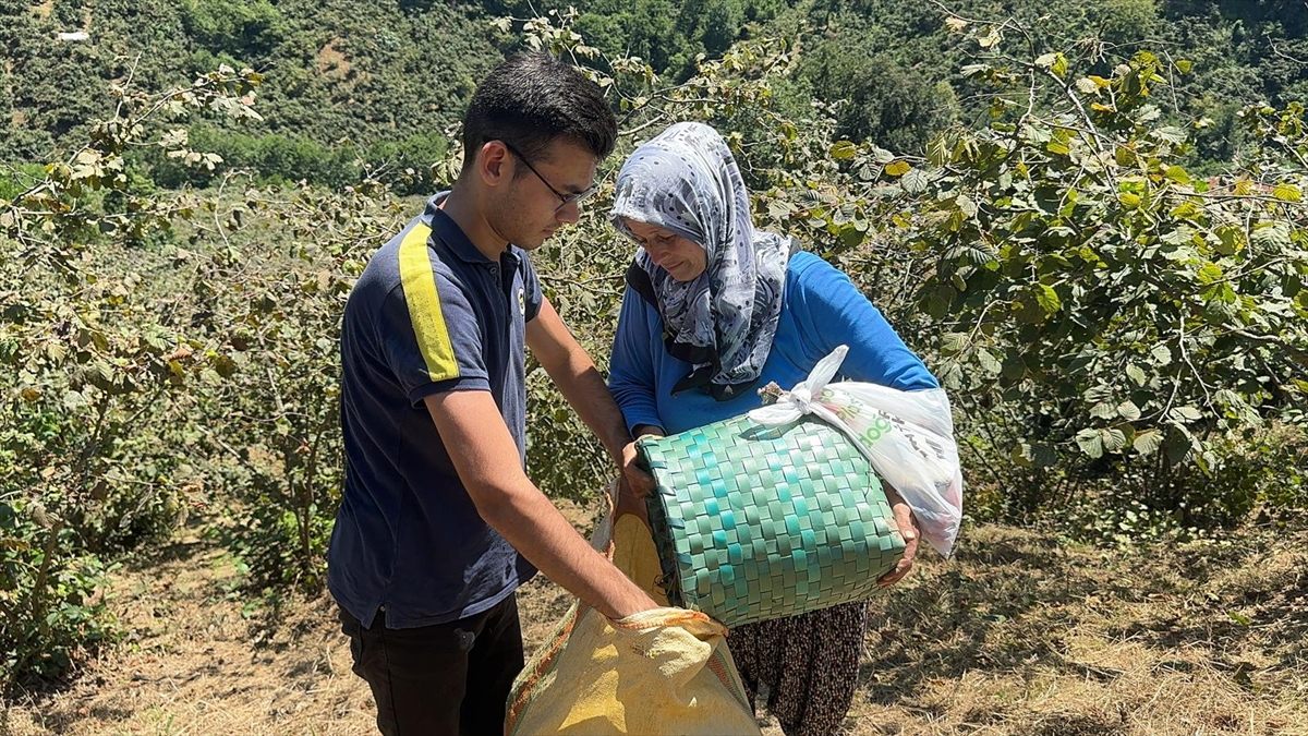 Giresun'da üreticiler fındık hasadına başladı