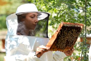 DÜZCE (AA) – ÖMER ÜRER – Düzce Üniversitesi Arıcılık Araştırma