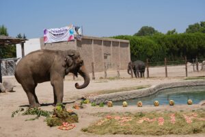 İZMİR (AA) – İzmir Doğal Yaşam Parkı sakinlerinden fil "Winner"