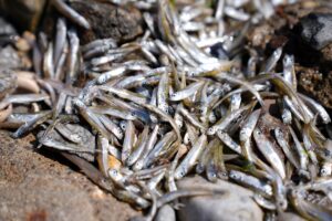 İZMİR (AA) – İzmir Körfezi'nde kıyıya çok sayıda ölü balığın