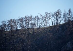 İZMİR (AA) – İzmir'in Menderes ilçesinde ormanlık alanda çıkan yangına