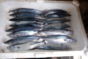 KIRKLARELİ (AA) – Kırklareli'nin Demirköy ilçesine bağlı İğneada beldesindeki balıkçılar,