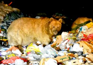 KARS (AA) – Dünyanın tek göç eden bozayılarının yaşadığı Kars'ın