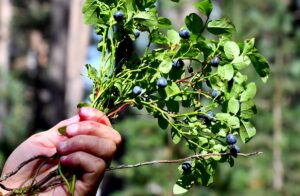 KARS (AA) – Kars'ın Sarıkamış ilçesinde vatandaşlar, kışlık reçel yapmak
