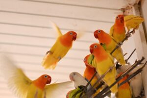 GAZİANTEP (AA) – Manisa'da kaçak yollarla çoğaltılan 300 "cennet papağanı",