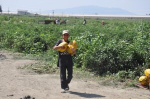 MANİSA (AA) – Manisa'nın Salihli’de 3 ortak çiftçi, umduğu fiyatı