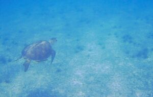 MUĞLA (AA) – Muğla'nın Milas ilçesine deniz çayırlarıyla beslenen yeşil