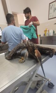 SAMSUN (AA) – Samsun'un Atakum ilçesinde, iskele demirlerine takılan kuş,