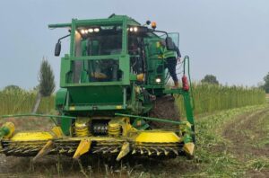 SAMSUN (AA) – Samsun'un Vezirköprü ilçesinde kenevir hasadına başlandı. Tarım