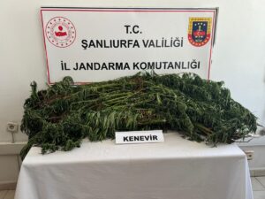 ŞANLIURFA (AA) – Şanlıurfa'nın Halfeti ve Suruç ilçelerinde düzenlenen uyuşturucu