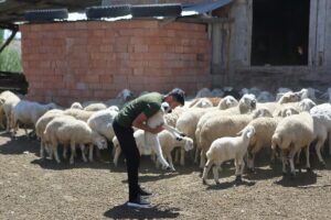 ÇORUM (AA) – Çorum'un İskilip ilçesinde traktörüyle tarlasına "Fenerbahçe" yazdığı