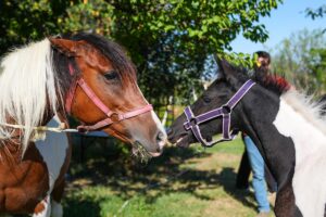 İSTANBUL (AA) – Yüksek verimli kısraklardan alınan embriyoların sağlıklı dişi