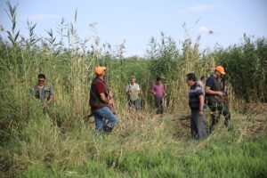 VAN (AA) – Van'ın Erciş ilçesinde çiftçiler, tarlalarındaki mahsulü yaban