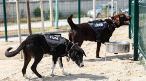 Etimesgut Belediyesi’nde eğitimleri tamamlanan 5 sahipsiz köpek bekçi olarak görevlendirildi.