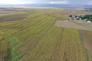 - Devlet desteğiyle geniş bir alanda ekimi yapılan çerezlik ayçiçeği