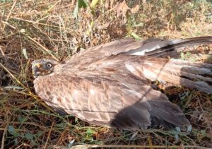AMASYA (AA) – Amasya'da vatandaşların yaralı halde bulduğu kızıl şahin