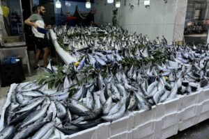 SİNOP (AA) – Denizlerde 1 Eylül'de başlayan balık avı sezonunun