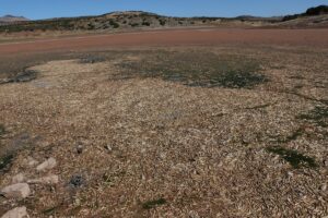 KİLİS (AA) – Kilis'in Musabeyli ilçesindeki Balıklı Göleti'nde suyun çekilmesi