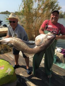 EDİRNE (AA) – Edirne'de amatör balıkçılar, Meriç Nehri'nde 41 kilogramlık