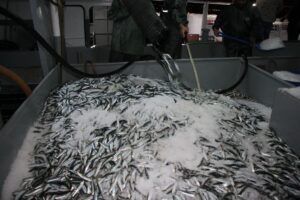 KOCAELİ (AA) – Av yasağının kalkmasıyla "vira bismillah" diyen Kocaelili