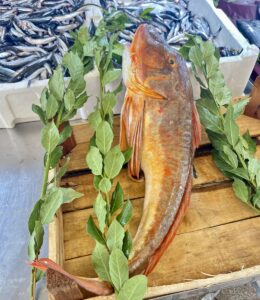 SİNOP (AA) – Sinop'un Türkeli ilçesinde balıkçıların ağına 4 kilogramlık