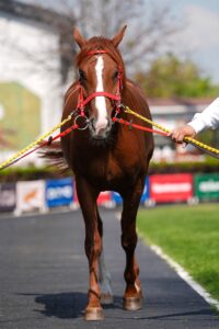 İSTANBUL (AA) – Tarım İşletmeleri Genel Müdürlüğünün (TİGEM) açık artırmasında