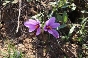 - Karabük'ün Safranbolu ilçesinde düzenlenecek festivalde 3 gün boyunca panel,