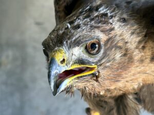 ARDAHAN (AA) – Ardahan'da vatandaşlarca yaralı bulunan 2 şahin, tedavi