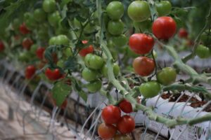 - "(Diyadin Tarıma Dayalı İhtisas Sera Organize Sanayi Bölgesi) Yaklaşık